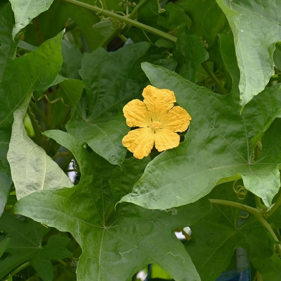 Pack 70 Luffa Sponge Gourd Seed for Planting, Luffa Vegetable Seeds for Planting, Loofah Seed