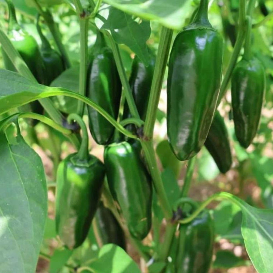 200 Jalapeno Pepper Seeds for Planting, Hot Pepper Seeds, Garden Vegetable Seed, Outdoor Growing