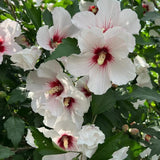 White Althea Plant, Quart Pot, 6-12 Inch Plants Rose of Sharon Flowering Shrub, Hardy Hibiscus Flower Plant for Outdoor Landscapes