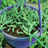 String of Bananas Live Plant in 4 Inch Pot, Live Trailing Succulent String of Bananas Plants, Succulents Plant for Indoor Décor, Easy Car
