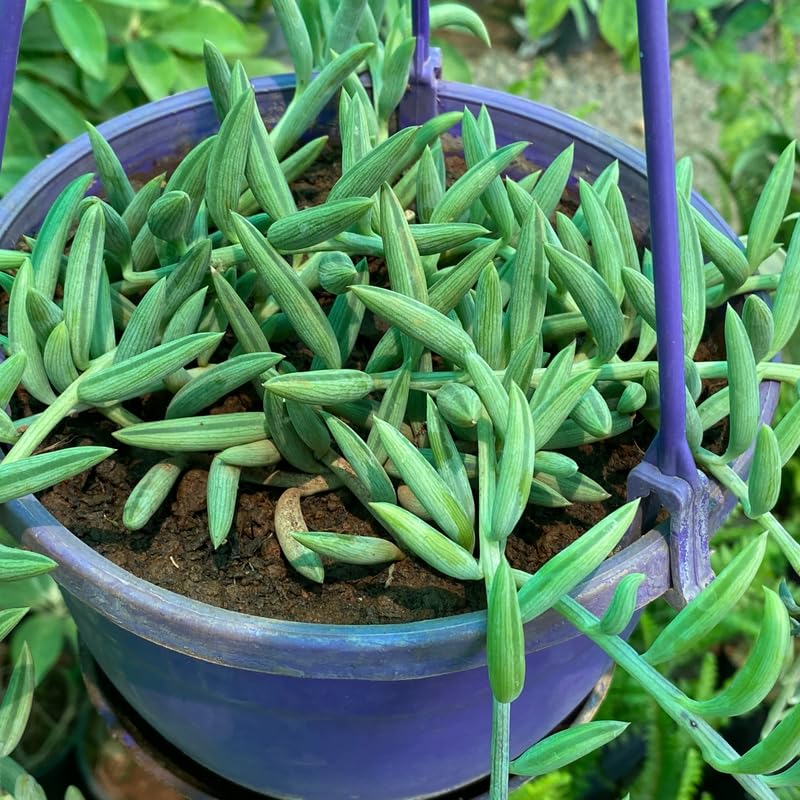String of Bananas Live Plant in 4 Inch Pot, Live Trailing Succulent String of Bananas Plants, Succulents Plant for Indoor Décor, Easy Car