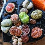 20 Large Mix Lithops Live Plants, Colorful Lithops Succulents Plants Live, Living Stones Succulent Indoor Outdoor Plant, Bare Root Without Pot and Soil