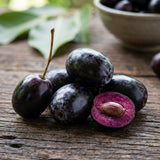 Black Plum Tree Live Plant in 4 Inch Pot, Black Fruit Tree 4-7 Inches Tall, Well Rooted Tropical Fruit Plant for Growing