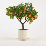 Dwarf Calamondin Tree Live Plant, Calamansi Orange Tree, 3-4 Feet Tall, Indoor Outdoor Garden Fruit Tree