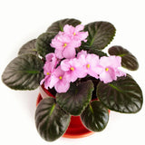 African Violets Live Plants, African Violet Plant Live in 4 Inches Pot, Violets Flowers Houseplant, 4-7 Inches Tall for Home Office Decor (Light Pink)