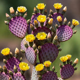 Set 2 Purple Prickly Pear Cactus, Fast Growing Cactus Live Plant 5-8'' Tall, Ready to Grow, Outdoor Garden Planting