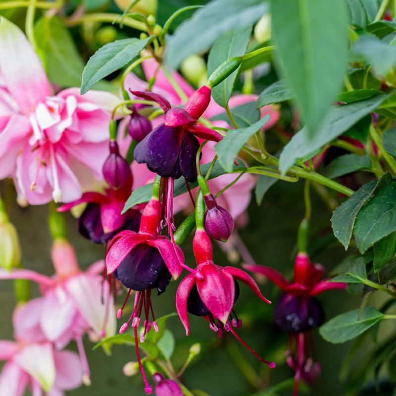 Black Fuchsia Plant Live, Hanging Basket Flower, 4-9" Tall, Hardy Fuchsia Vine for Shade Gardens, USDA Zones 8-11