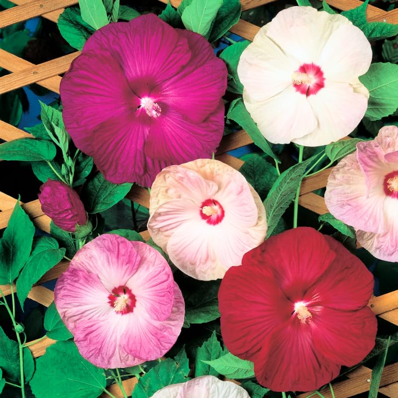 Mix Hibiscus Plant Live, Hardy Hibiscus Flowers for Outdoor Landscapes, 5-9 Inch Height, Ornamental Hibiscus Bush Shrub, Well-Rooted, No Pot