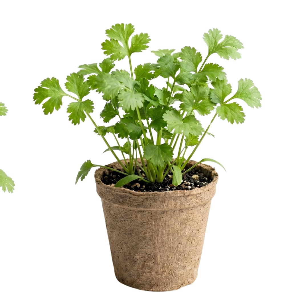 Live Green Cilantro Plant in 4 Inch Pot, Cilantro Herb Plant, Culinary Herb, Well Rooted for Indoor Herb Gardens and Outdoor Planting