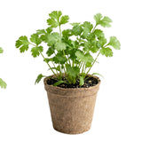 Live Green Cilantro Plant in 4 Inch Pot, Cilantro Herb Plant, Culinary Herb, Well Rooted for Indoor Herb Gardens and Outdoor Planting