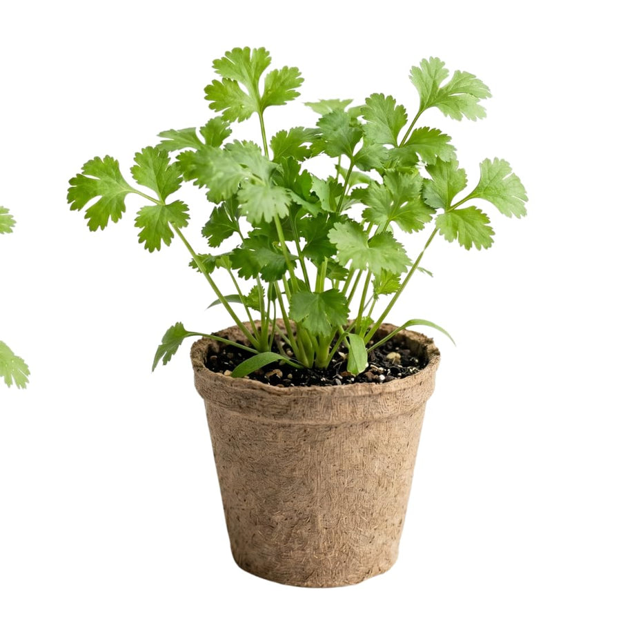 Live Green Cilantro Plant in 4 Inch Pot, Cilantro Herb Plant, Culinary Herb, Well Rooted for Indoor Herb Gardens and Outdoor Planting