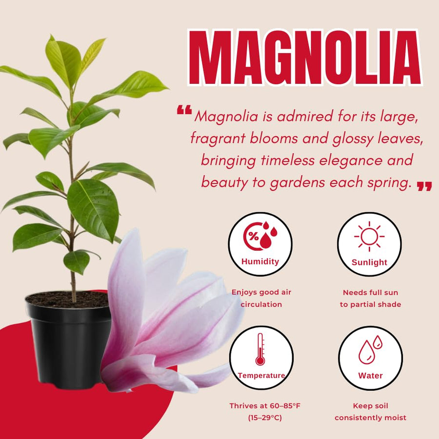 Magnolia Tree Live Plant in 2.5'' Pot, Magnolia Starter Tree, Ornamental Flowering Tree, Outdoor or Container Growing (Saucer Magnolia)