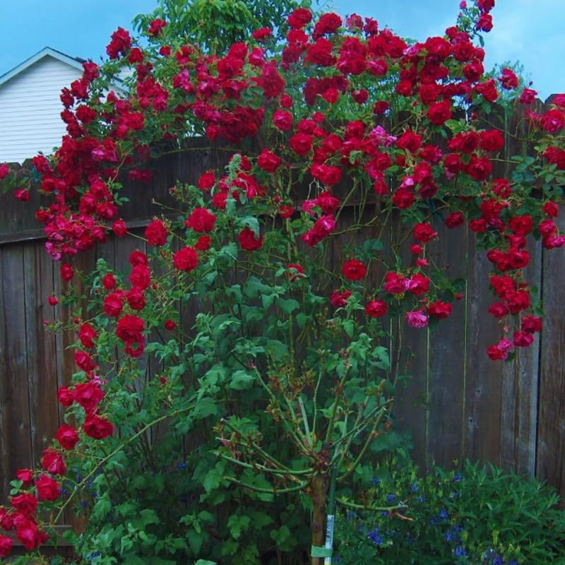 Red Don Juan Climbing Rose Live Plant, Fragrant Climber Rose for Garden, Hybrid Tea Roses Bushes, Establish Root, Cut Back