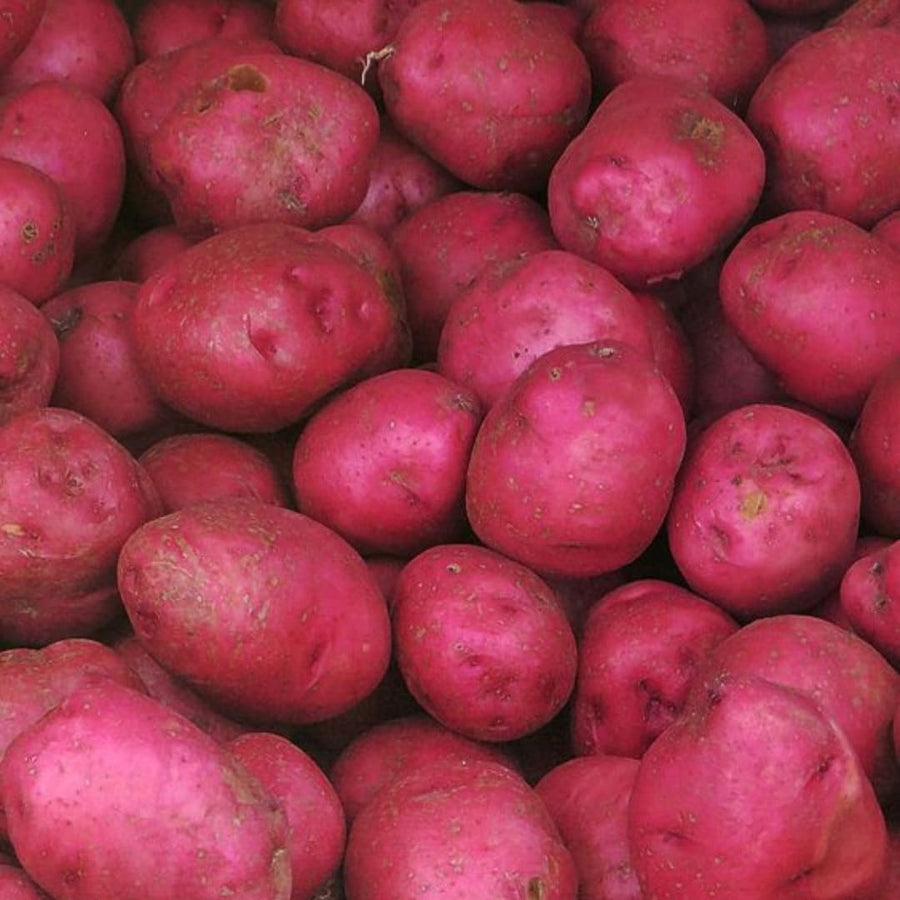 High Yielding Red Potato Tubers, 1 Pound Potatoes Plants Bulbs for Outdoor Growing,Vegetables Heirloom Potato Seeds Live Tuber for Home Garden