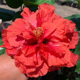 Hibiscus Plant Live, Hardy Hibiscus Flowers for Outdoor Landscapes, 5-9 Inch Height, Ornamental Hibiscus Bush Shrub, Well-Rooted, No Pot
