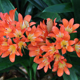 Orange Clivia Plant Live, Clivia Flowering Houseplant in 6 Inch Pot, Perennial Flowering Plant for Containers, Patios, and Indoors