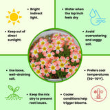 Oxalis Plant Live, Shamrock Spring Flower, 4 Inc Pot, Ornamental Oxalis Plant Live for Indoor Outdoor Garden, 4-8'' Tall (Peach)