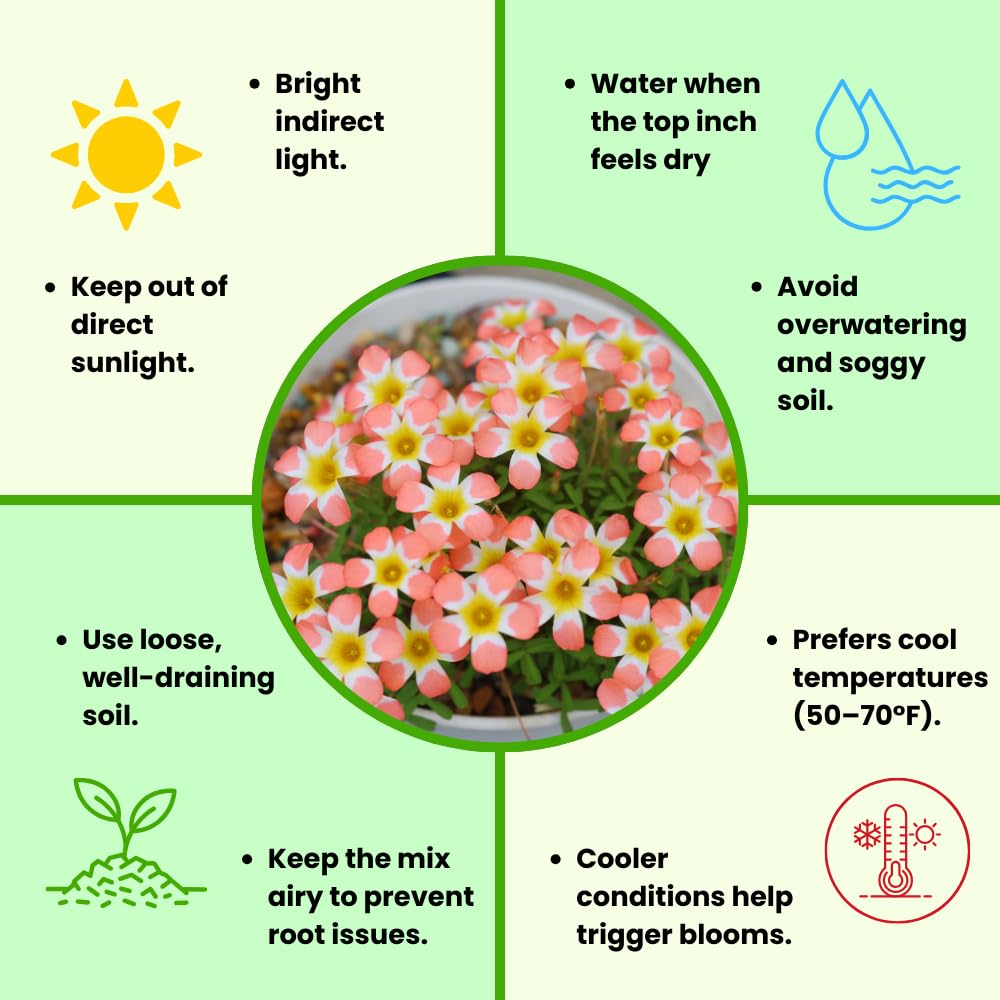 Oxalis Plant Live, Shamrock Spring Flower, 4 Inc Pot, Ornamental Oxalis Plant Live for Indoor Outdoor Garden, 4-8'' Tall (Peach)