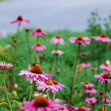 Set 6 of Echinacea Plants Live Roots, Purple Coneflower Live Plant Flowering Gardening, 4 to 6 Inc Tall Roots, Coneflower Plants Live