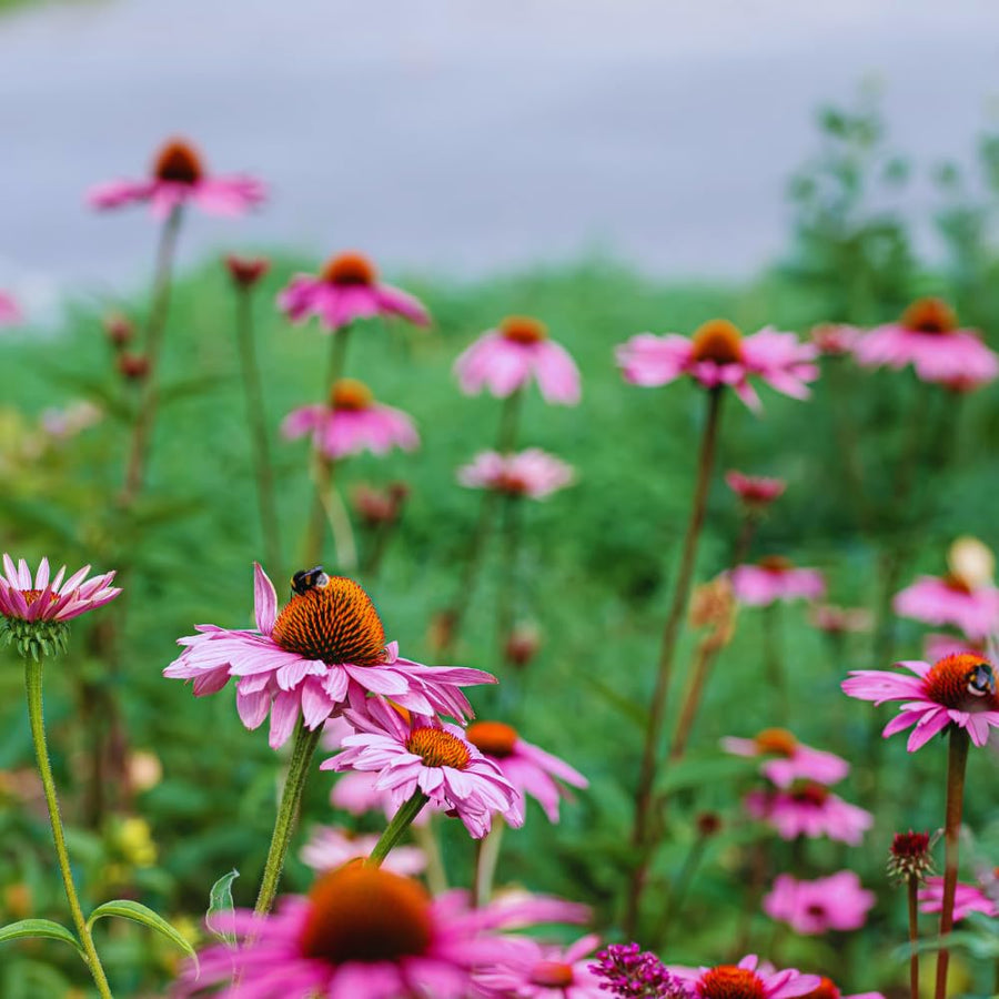 Set 6 of Echinacea Plants Live Roots, Purple Coneflower Live Plant Flowering Gardening, 4 to 6 Inc Tall Roots, Coneflower Plants Live