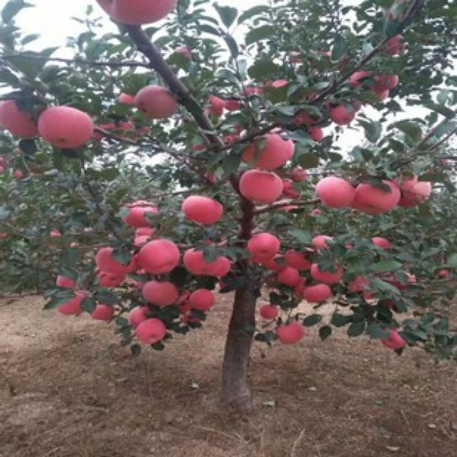 Pink Apple Tree Live Plant, 2-3 Feet, Sweet Fruit Apple Plant Live for Home Garden