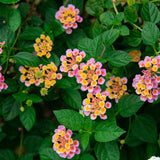 2 Lantana Plants Live, Perennial Live Flowering Lantana, Container Growing 4-9 Inch Tall - Pink
