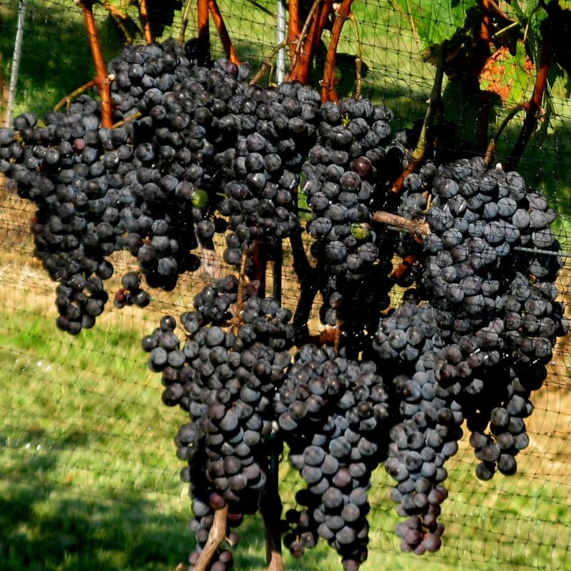 Grape Vine Plant Live for Planting Outdoors, Grape Plant Live Grape Tree to Grow 1-2 Years Old Well-Rooted, Black Grape Fruit Tree Live Plant (Summer Royal Grape)