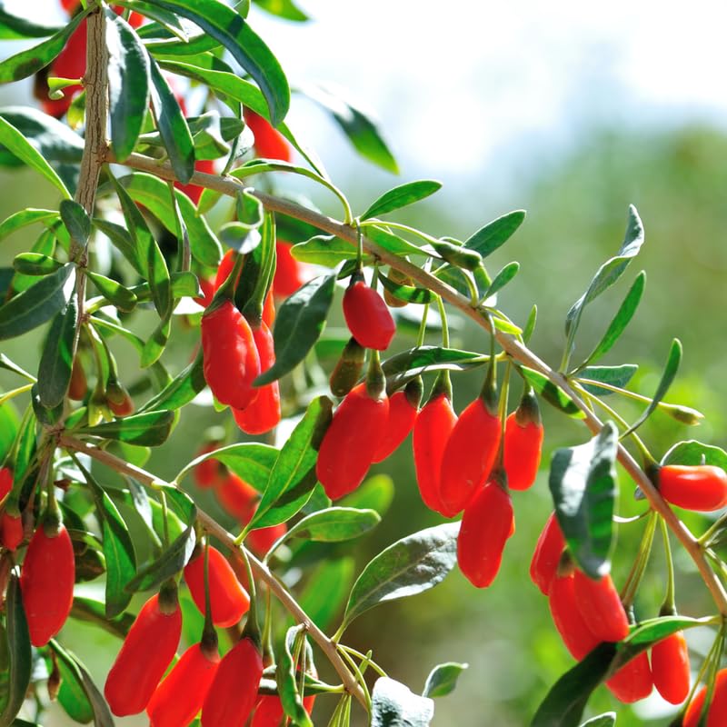 3 Red Goji Berry Trees Live Plant, Goji Berry Plant Live for Growing from 6-9 Inches Tall, Goji Berry Fruit Tree Plant Ready to Grow