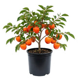 Persimmon Tree Live Plant, Persimmon Tree, Quart Pot, 8-10 Inches Tall, Sweet Fruit Tree for Indoor Outdoor Growing
