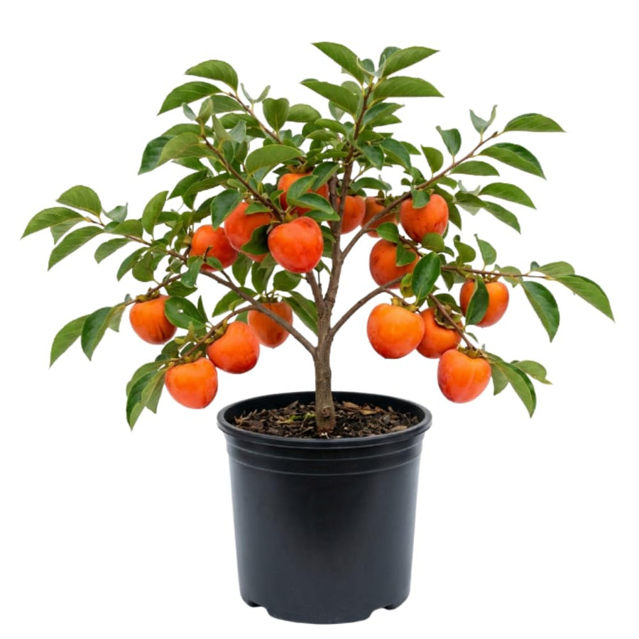 Persimmon Tree Live Plant, Persimmon Tree, Quart Pot, 8-10 Inches Tall, Sweet Fruit Tree for Indoor Outdoor Growing