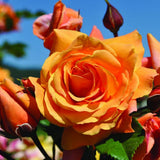 2 Mix Rose Plants Live, Rose Bush Live Plants, Fragrant Rose Flowers, Well Rooted 5-10 Inch Tall