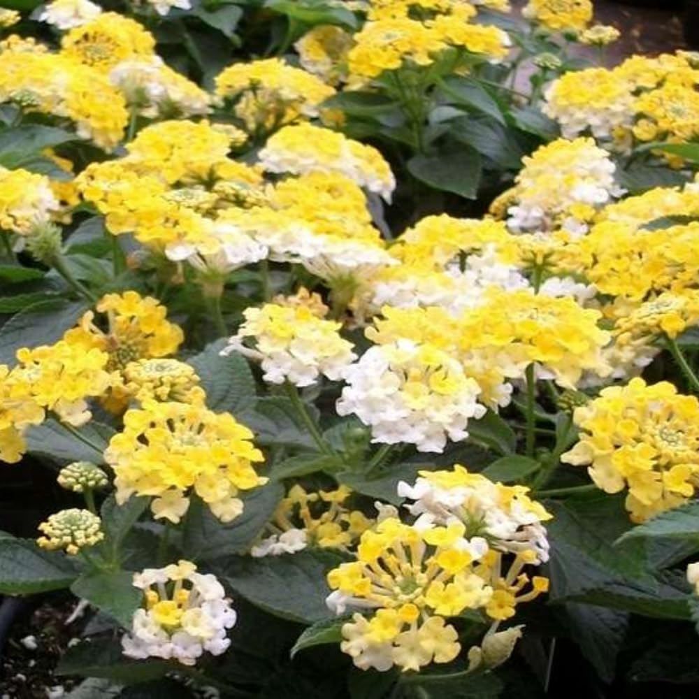 Pack 4 Trailing Lantana Plants Live for Gardening, 4-9 Inc Height, Ornamental Lantana Live Plants, Fragrant Lantana Flowers Vine (Yellow White Lantana)