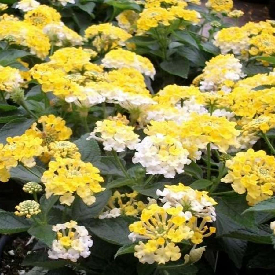 Pack 4 Trailing Lantana Plants Live for Gardening, 4-9 Inc Height, Ornamental Lantana Live Plants, Fragrant Lantana Flowers Vine (Yellow White Lantana)