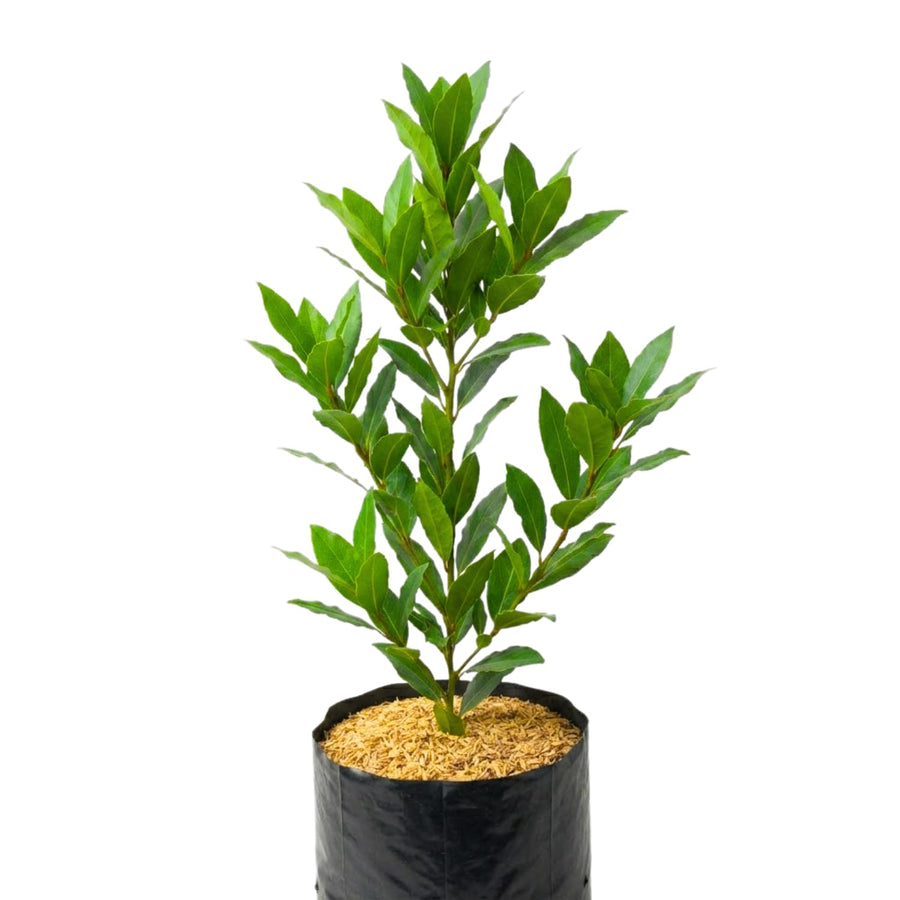 Starter Bay Leaf Tree Live Plant, Sweet Bay Live Plant, Laurus Nobilis Plant, 4 to 8 Inc Tall, No Pot