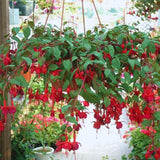 Red Fuchsia Plants Live Hanging Basket, Live Fuchsia Plant Pot, 5 Inches Pot, Hardy Colorful Flower