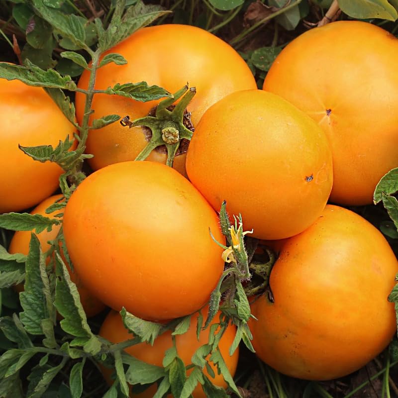 Lot 4 Tomato Plants Live for Planting Outdoors, Large and Juicy Tomatoes, Well Rooted, 6 to 8 Inch - Yellow Tomato
