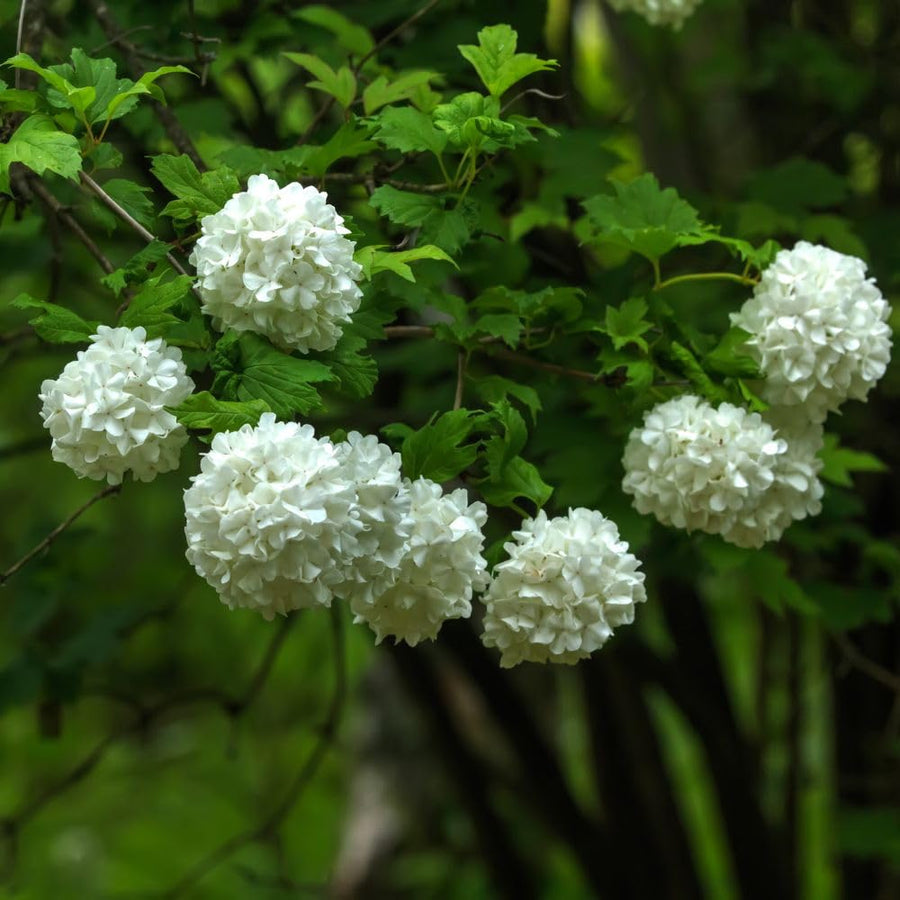 2 Snowball Bush Live Plant in Pot, Snowball Viburnum Tree 4-6 Inches Tall, Flowering Viburnum Shrub for Outdoor Gardens and Walkways