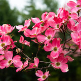 Pink Dogwood Plant Live, Quart Pot, Dogwood Flower Live Plant, Shrub Garden, 4 to 6'' Tall