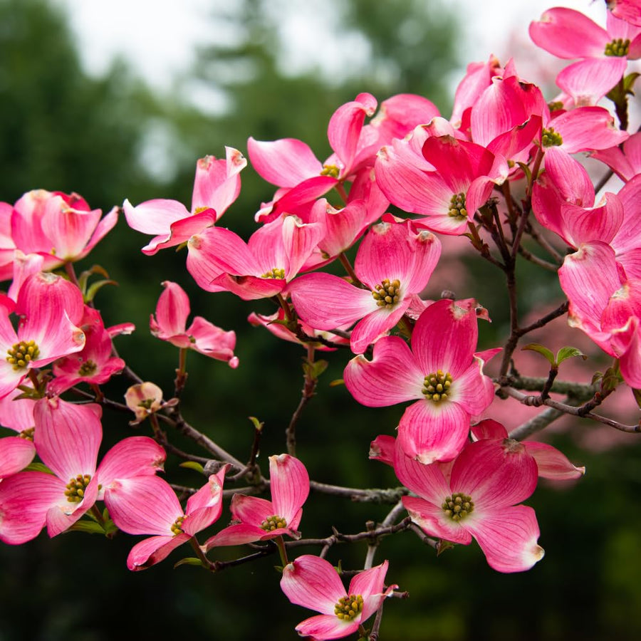 Pink Dogwood Plant Live, Quart Pot, Dogwood Flower Live Plant, Shrub Garden, 4 to 6'' Tall