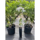Tangerine Tree Live, 3 Feet Grafted Citrus Tree for Outdoor Planting, Sweet Tangerine Fruit Tree, Orange Tree