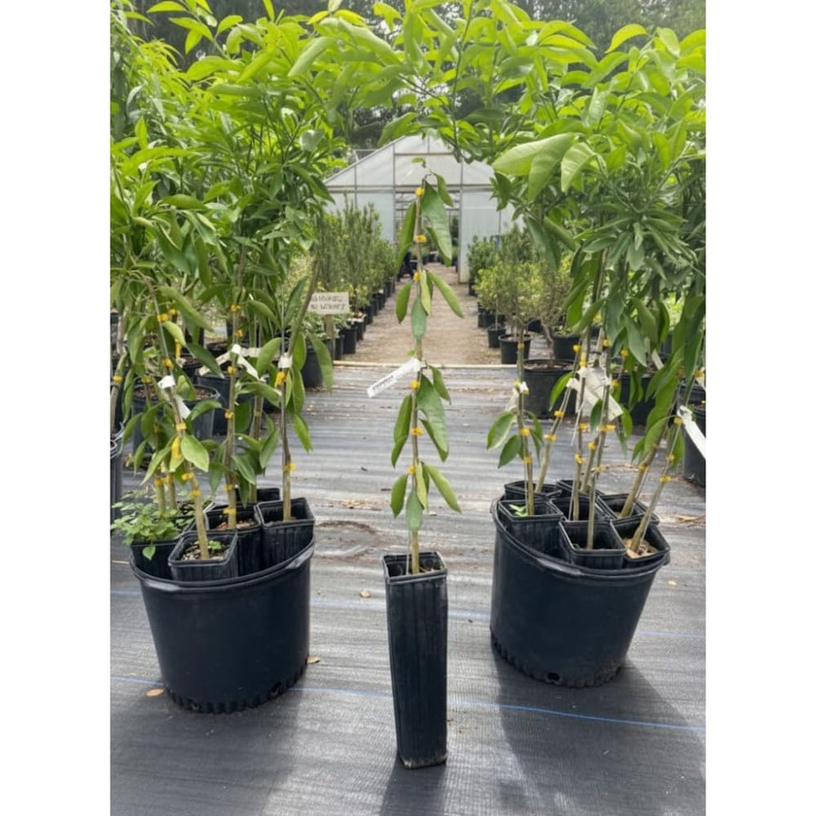 Grafted Tangerine Tree Live, Sweet Citrus Fruit Tree 3 Feet Tall for Home Garden and Orchard, Orange Tree