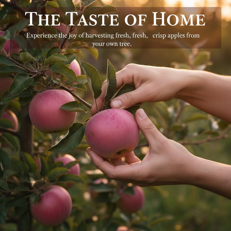 Pink Apple Tree 2–3 Ft Tall, Fruit Apple Tree Plant for Outdoor Garden, Sweet Crisp Apples for Backyard Orchard or Home Garden Growing