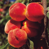 Cold-Hardy Peach Tree Live Plant Seedling, 6-10 Inches in Tall, Peach Tree for Planting, Zones 5-11, No CA