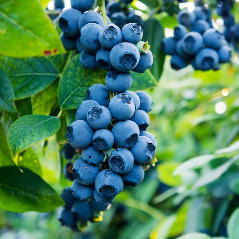 Emerald Blueberry Plant Live in 4’’ Pot, High Yield Blueberries Bush Shrub, Sweet Flavor, Ideal for Home Gardens, Patio Containers