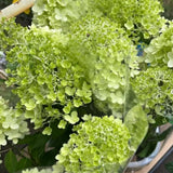 Lime White Hydrangea Tree Live Plant, Hydrangea Plant Live Garden, Perennial Flower Shrub Plant, Quart Pot