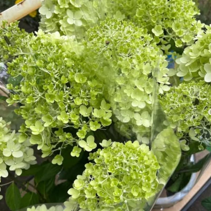 Lime White Hydrangea Tree Live Plant, Hydrangea Plant Live Garden, Perennial Flower Shrub Plant, Quart Pot