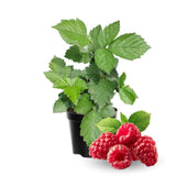 Red Raspberry Plants Live for Planting, Raspberry Bushes Live Plant 5-9" Large Size 9 Months Old Seedling