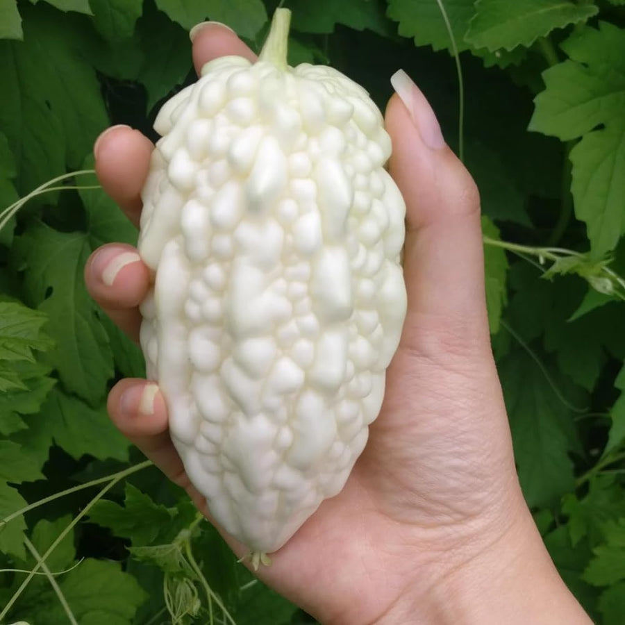 20 Bitter Melon Seeds for Planting, White Bitter Gourd Vegetable Seeds for Home Garden, Vegetable Vine Plants Seed