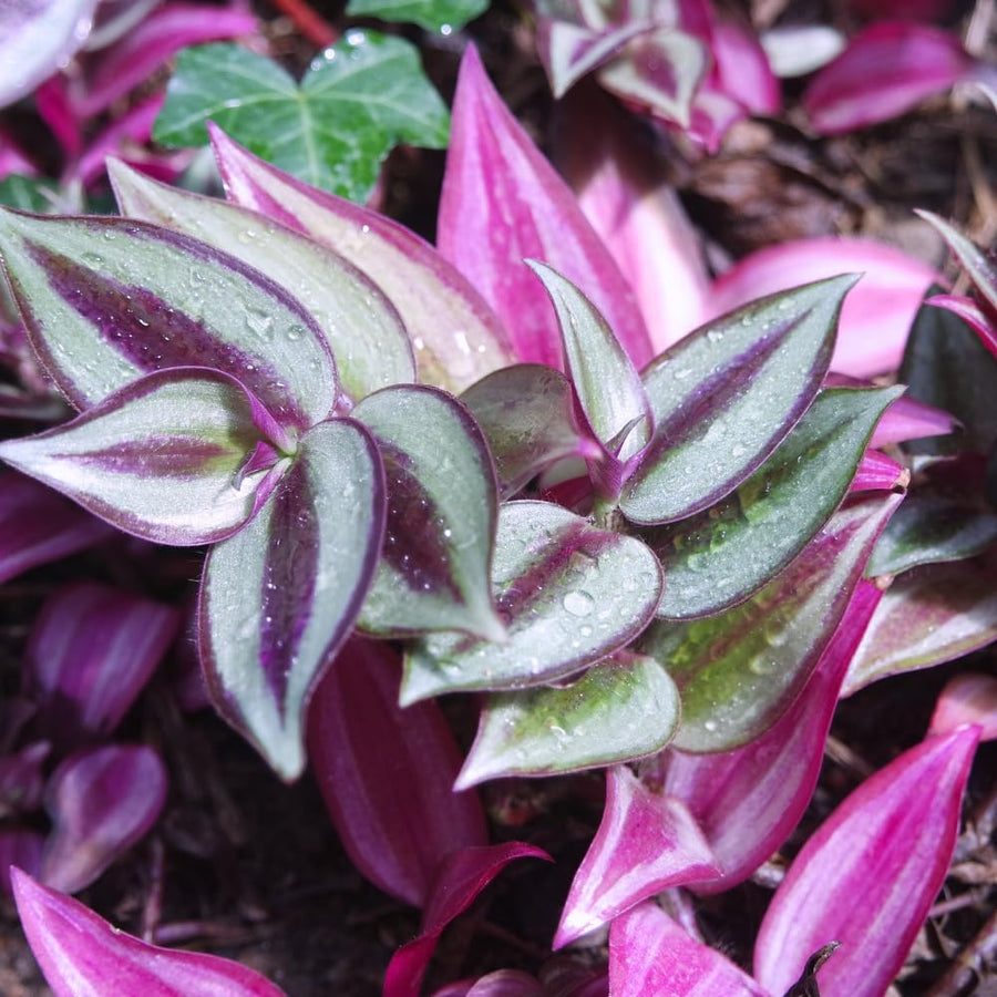 Purple Wandering Jew Plant Live, Tradescantia Zebrina Plants, 4 Inch Pot for Growing