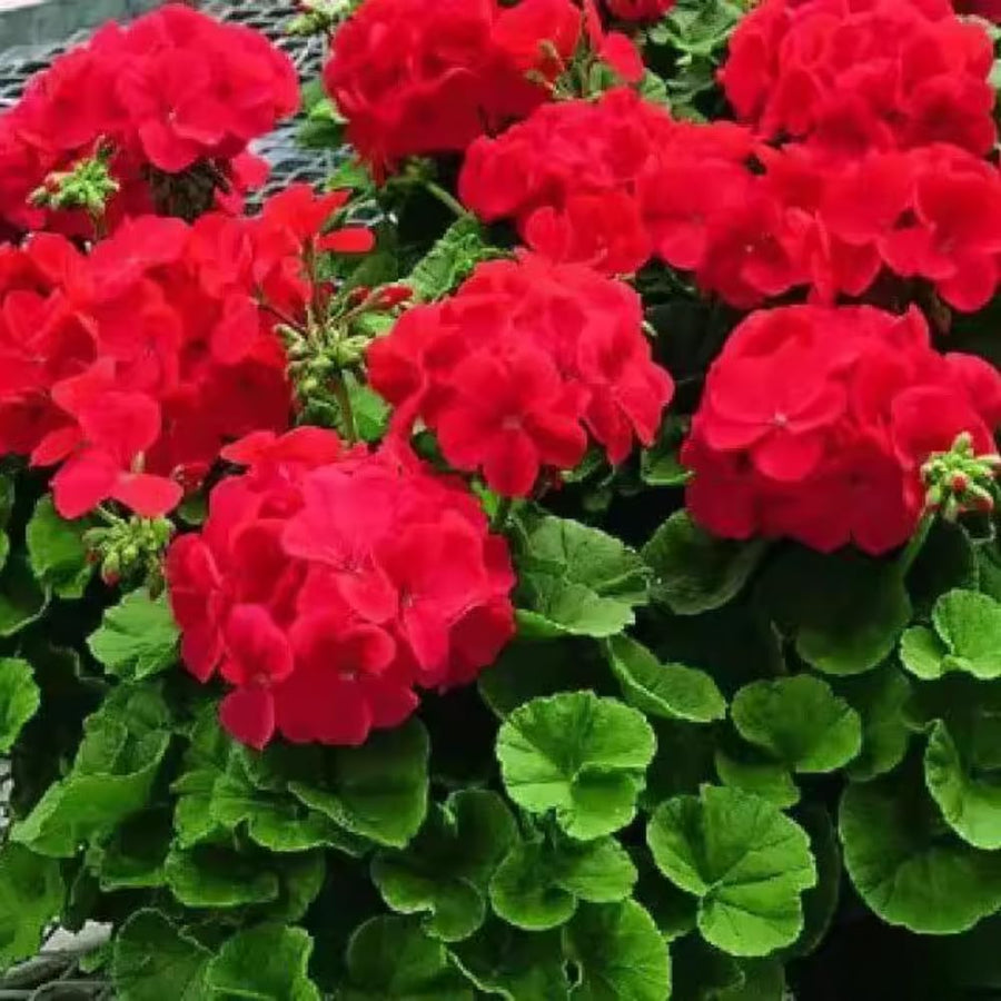 4 Red Geranium Plants Live, 5 to 8 Inches Tall, Geranium Flower Plants Indoor Outdoor, Geraniums Live Plant, Red
